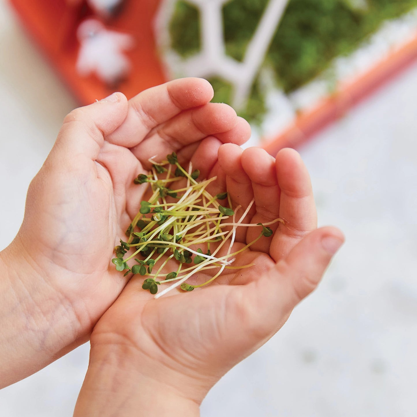 Edible Microgreens Pop-Up Garden