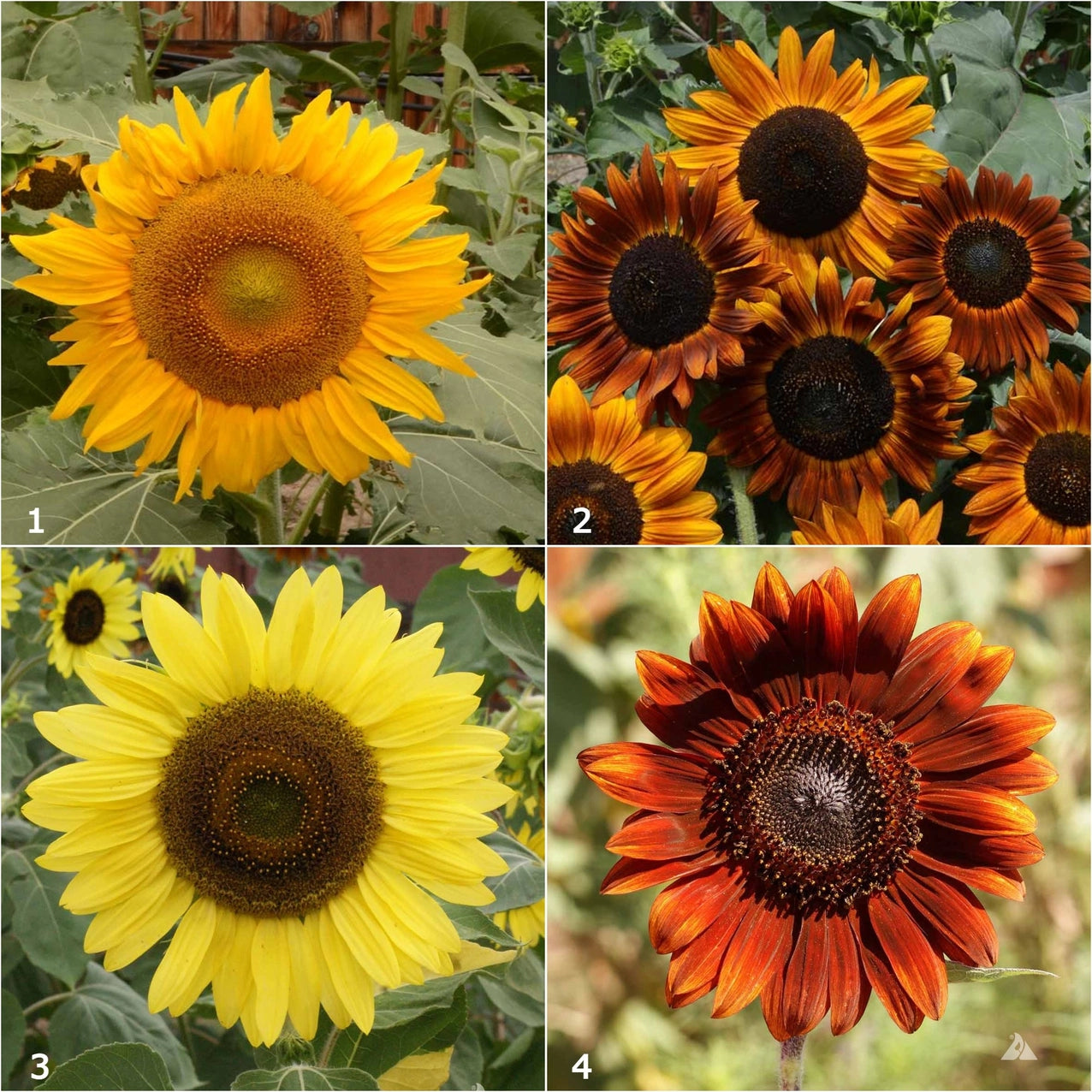 Scatter Garden | Van Gogh Sunflowers