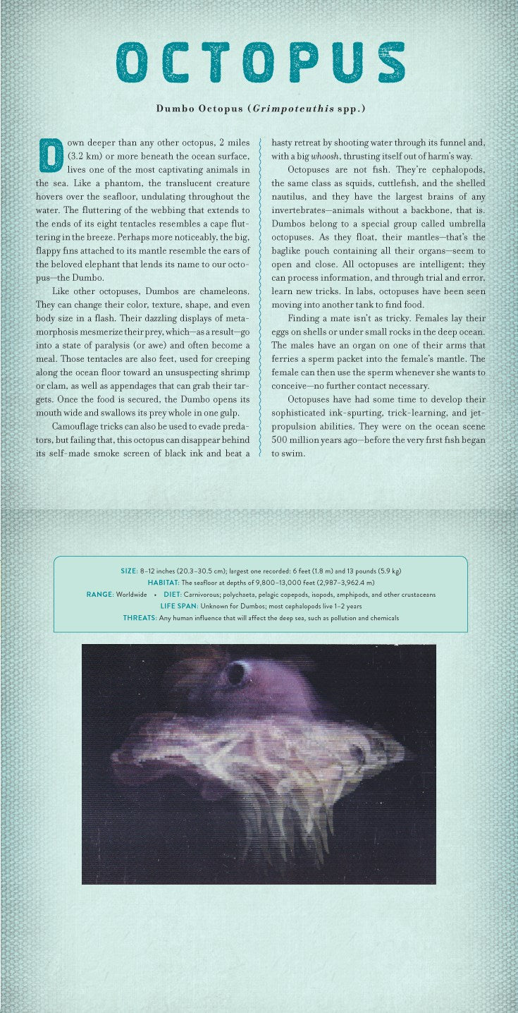 Ocean: A Photicular Book