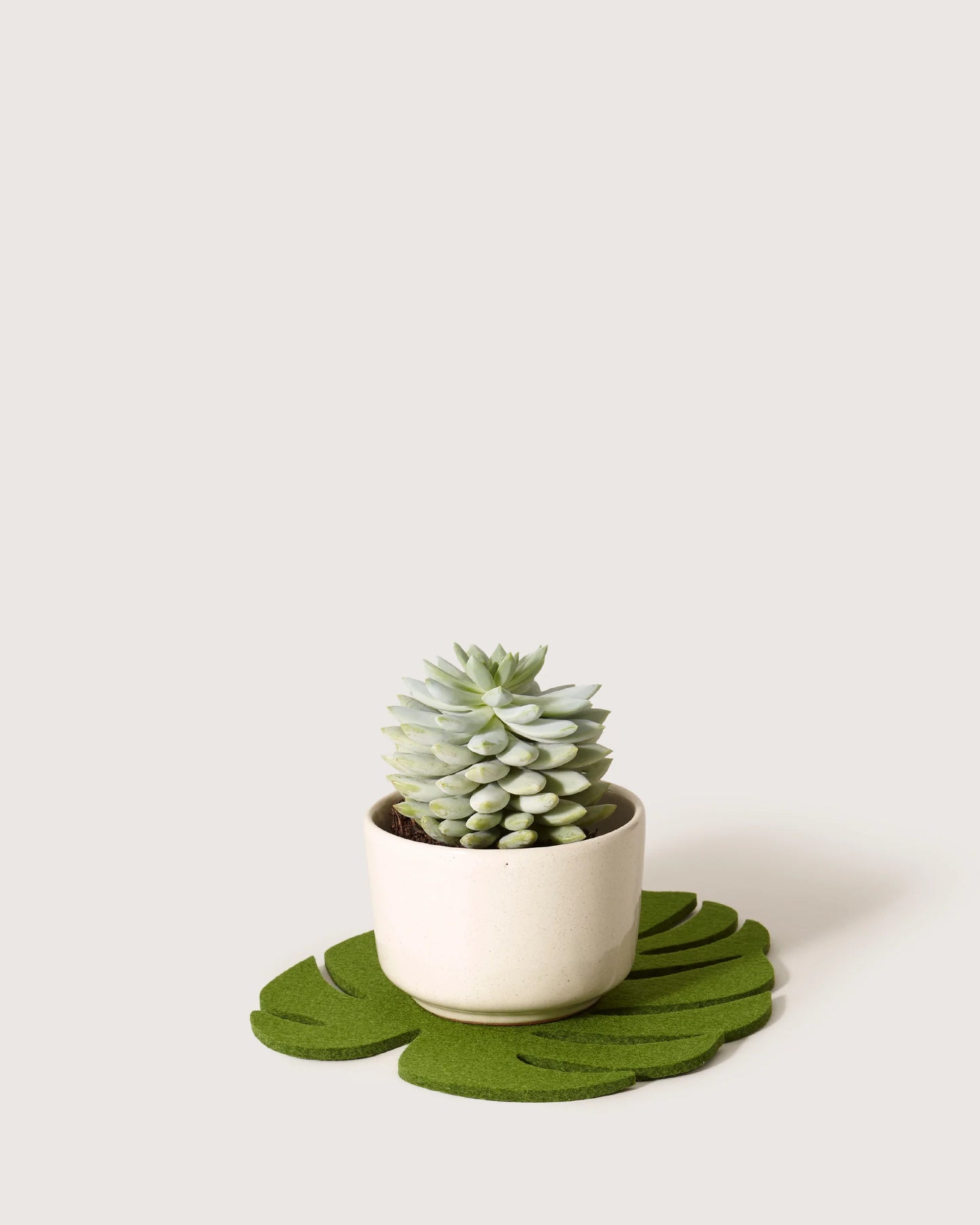 Monstera Leaf Trivet