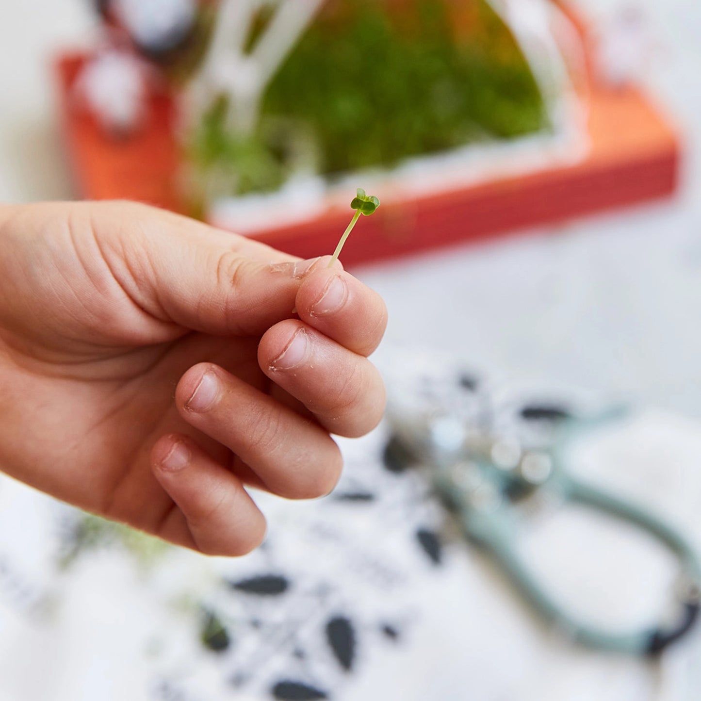 Edible Microgreens Pop-Up Garden