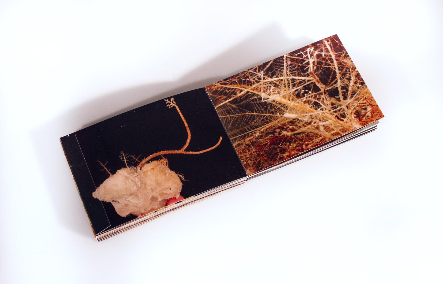 Michele Oka Doner: Into the Mysterium
