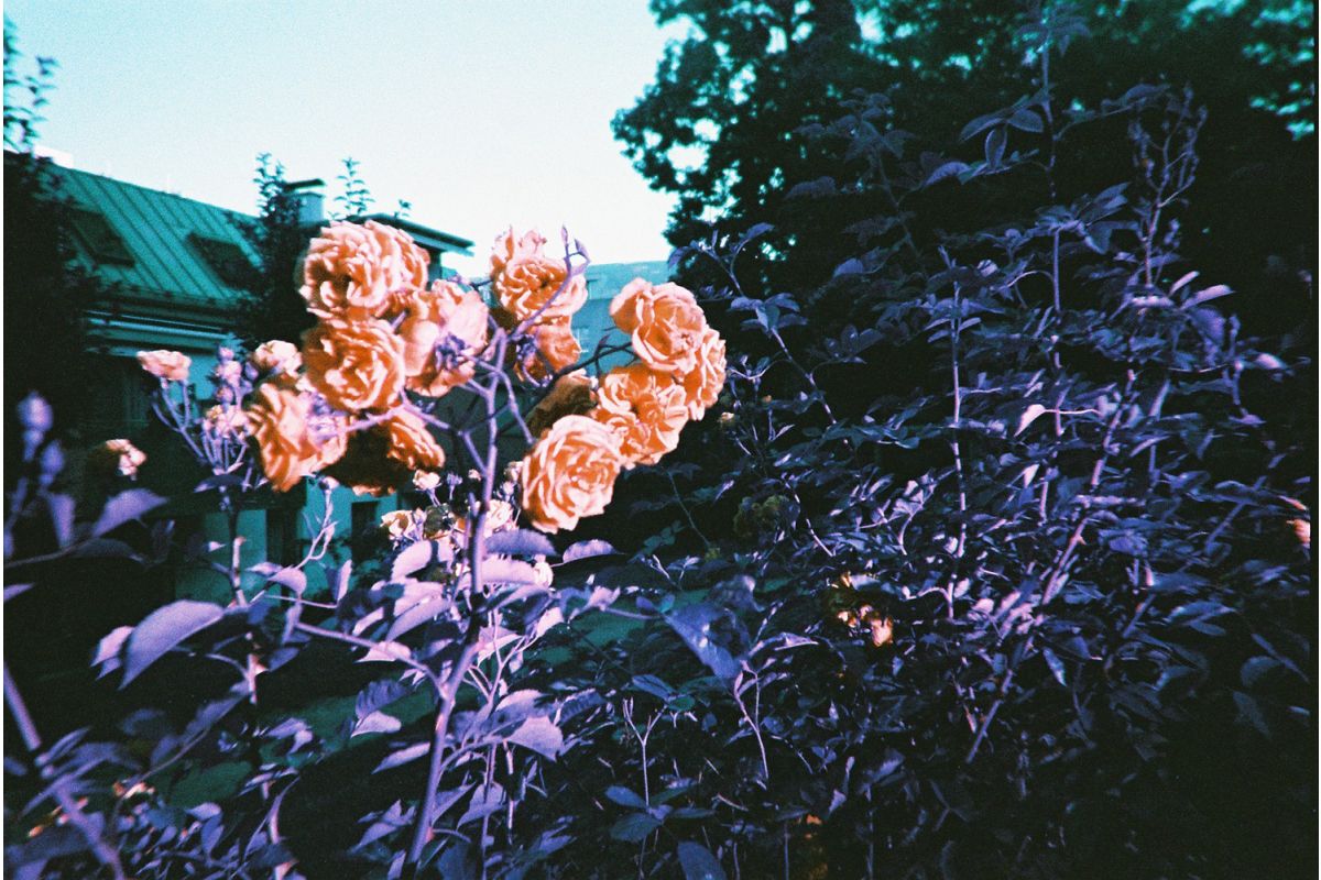 Single Use Reloadable Camera: LomoChrome Purple