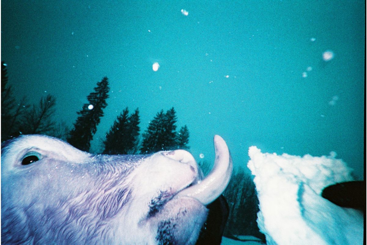 Single Use Reloadable Camera: LomoChrome Purple