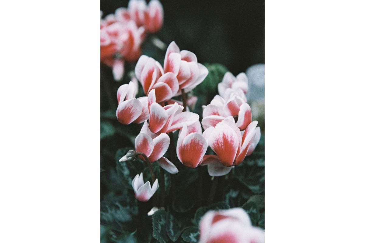Lomography Color ’92 Film -35mm