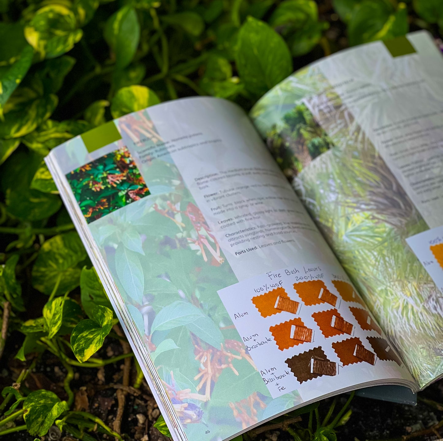 South Florida Color Palette Native Plants and Natural Dyes