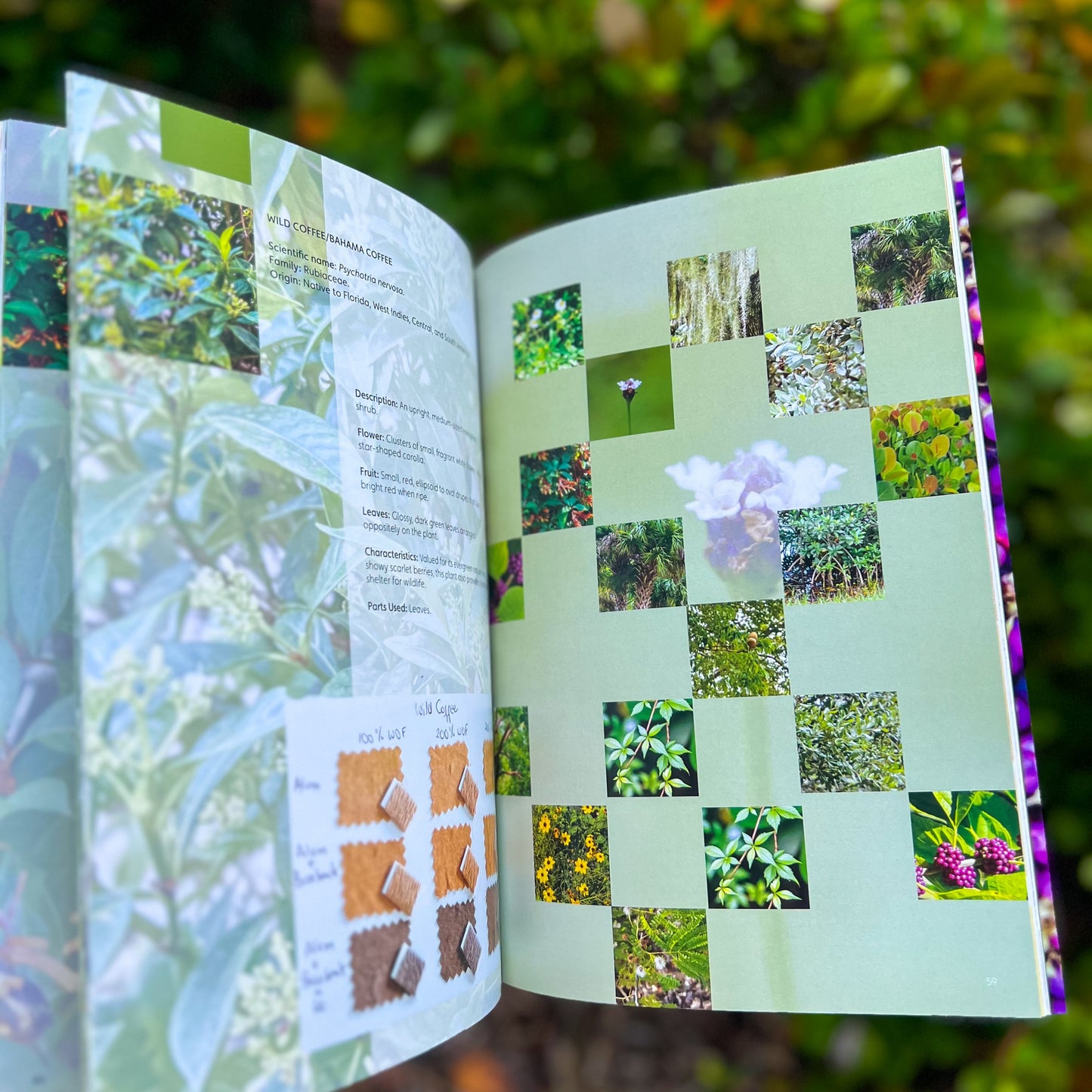 South Florida Color Palette Native Plants and Natural Dyes